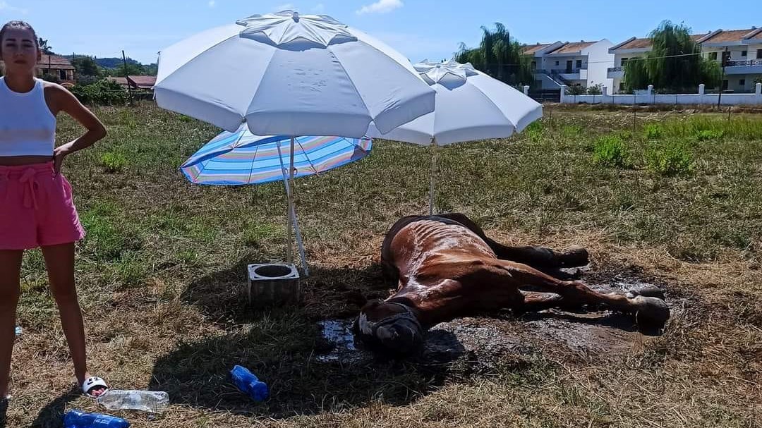 Κέρκυρα: Νεκρό ένα άλογο που το άφησαν χωρίς τροφή και νερό (εικόνες)-1