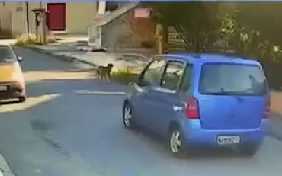 Θεσσαλονίκη: Ταυτοποιήθηκε η οδηγός που παρέσυρε και εγκατέλειψε σκύλο (βίντεο)