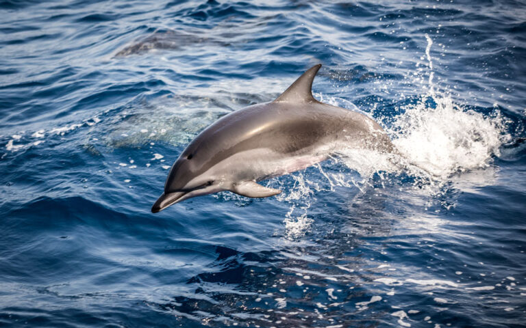 Η ηχορρύπανση αλλάζει η φωνή των δελφινιών