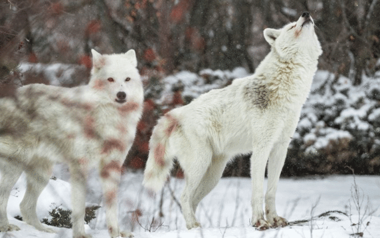 Οι κραυγές των λύκων στα πρώτα χιόνια – Εντυπωσιακό βίντεο από τον «Αρκτούρο»