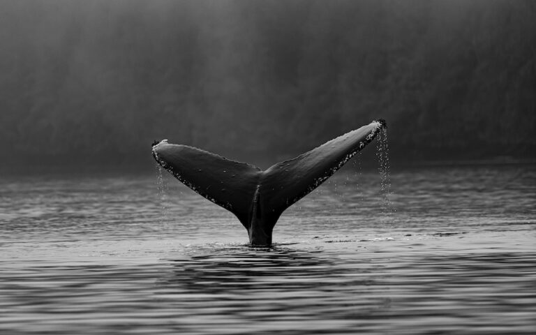 Αρκτική: Η υποβρύχια ηχορύπανση από τα πλοία «διώχνει» τις φάλαινες