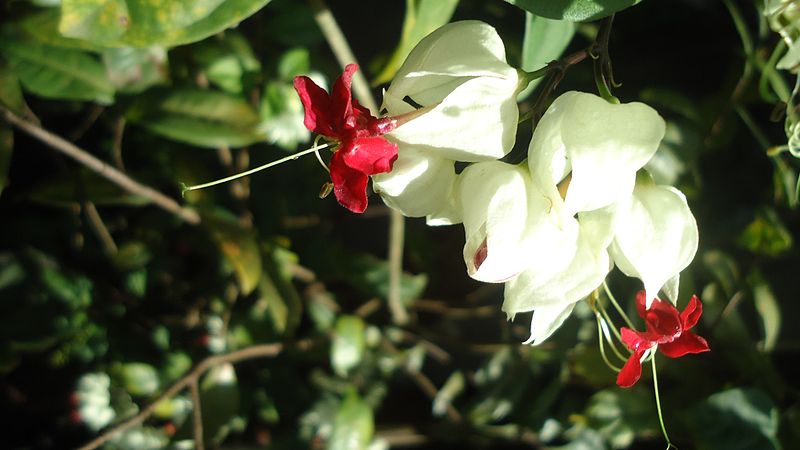 Στα Φίτζι ένα από τα σπανιότερα λουλούδια στον κόσμο – Πολλοί ντόπιοι δεν το έχουν δει ποτέ-1