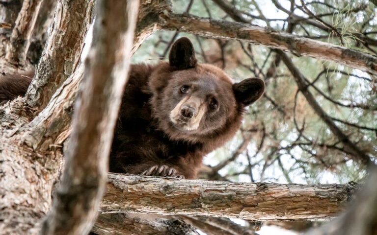 Γιατί οι αρκούδες ξύνονται στα δέντρα; H νέα εξήγηση των επιστημόνων