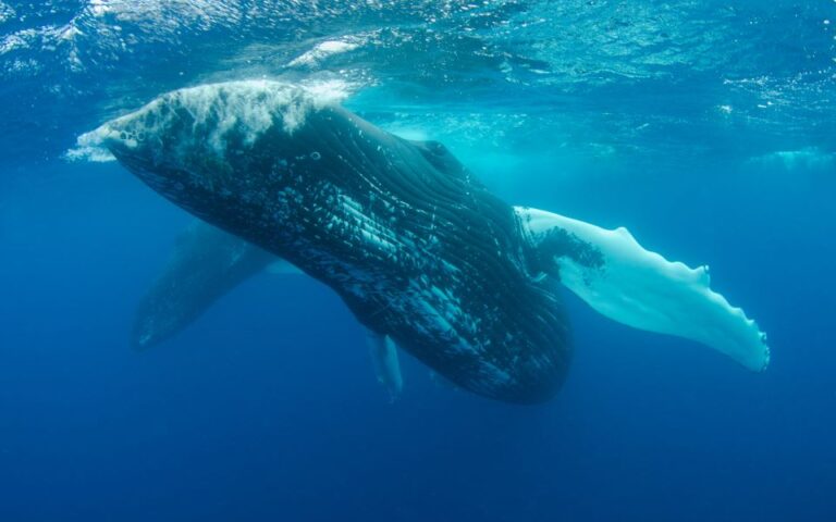 Επιστήμονες προειδοποιούν: Οι εξορύξεις σε μεγάλα βάθη απειλούν τις φάλαινες