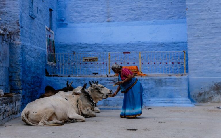 Η Ινδία θέλει να αντικαταστήσει τη γιορτή του Αγίου Βαλεντίνου με την «Ημέρα Αγκαλιάς Αγελάδας»