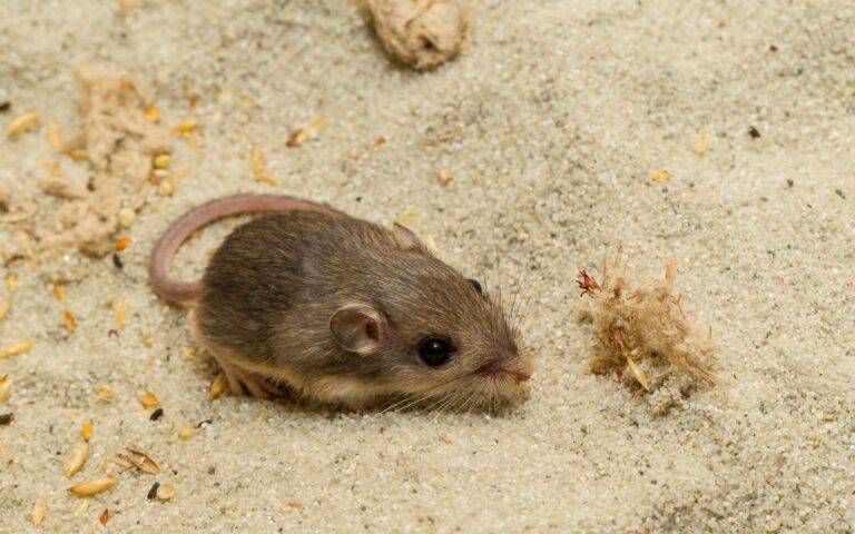 Καλιφόρνια: Μικροσκοπικό ποντίκι αναγνωρίστηκε ως το γηραιότερο στον κόσμο