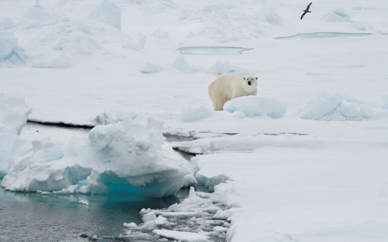 Ανησυχητικές συγκεντρώσεις των «παντοτινών χημικών» εντοπίστηκαν στους πάγους της νορβηγικής Αρκτικής