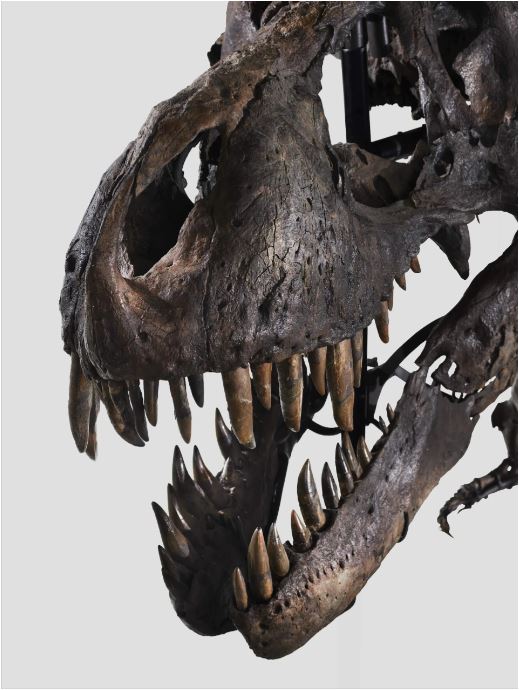 Στο «σφυρί» σκελετός T-rex μήκους 11,5 μέτρων κι εκτιμώμενης αξίας άνω των 8 εκατ. δολ.-1