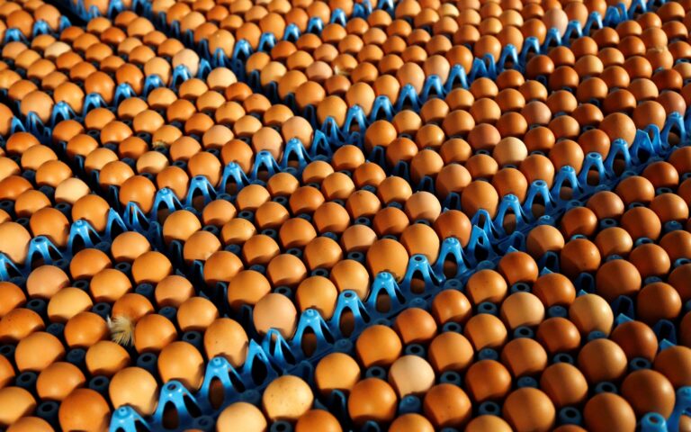 Αυγά από «χρυσό» στην Ευρωπαϊκή Ενωση