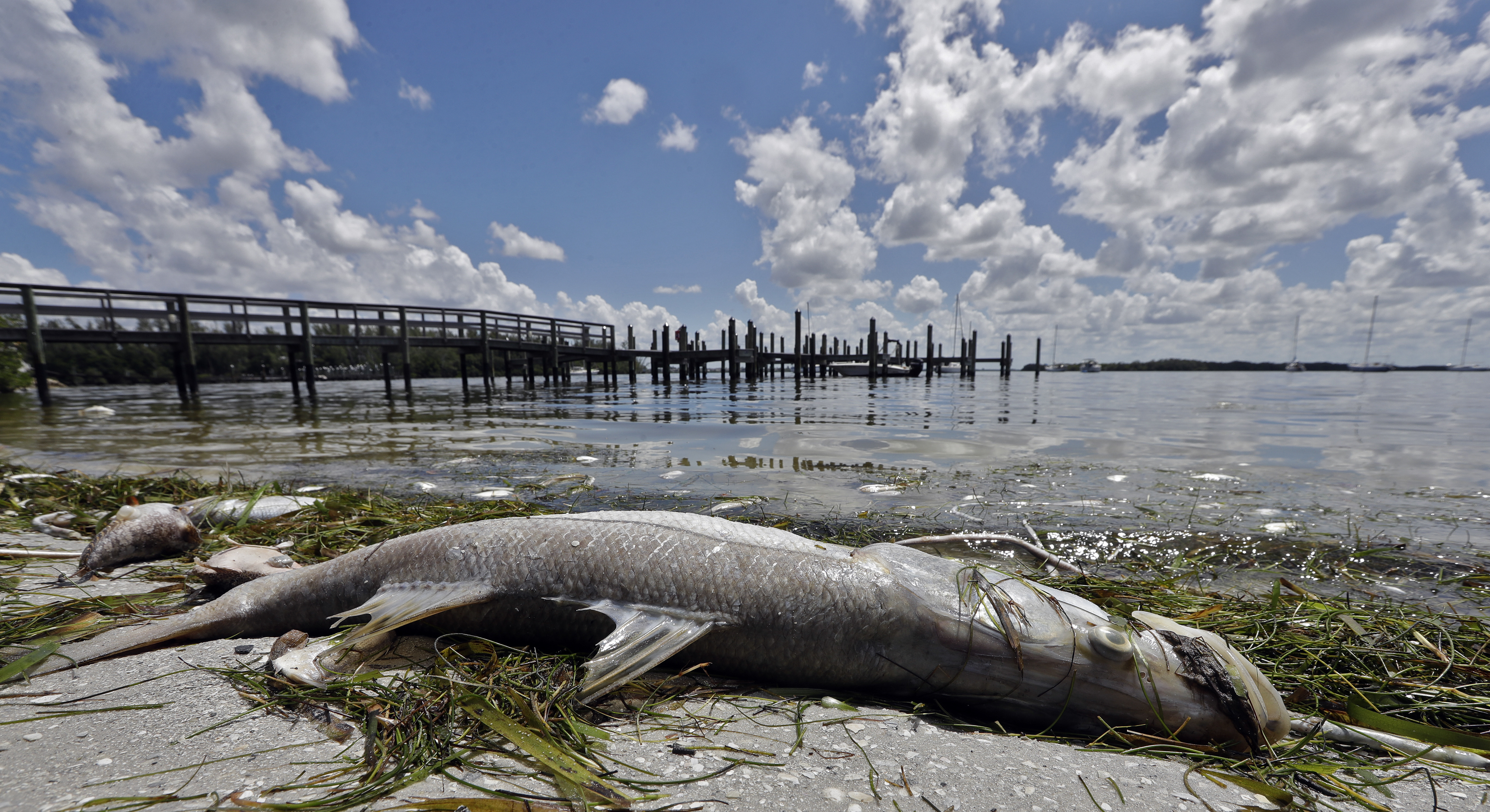 Τι είναι η «ερυθρά παλίρροια» και γιατί σκοτώνει τα ψάρια της Φλόριντα;-2