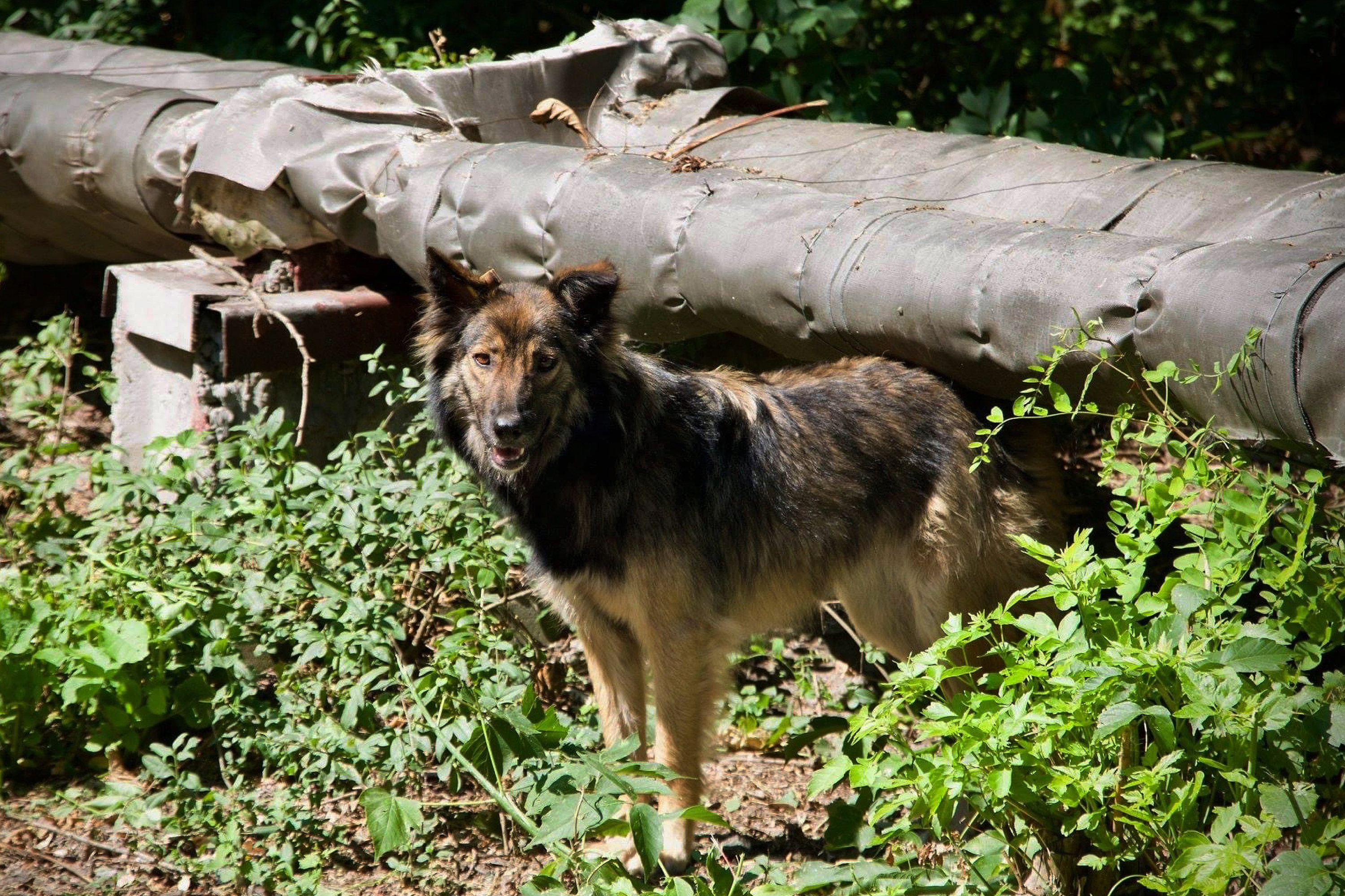 Can the dogs of Chernobyl teach us new ways to survive?-1