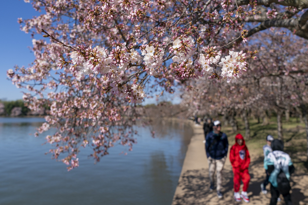 Πώς οι κερασιές της Ουάσιγκτον αψηφούν τον χρόνο-2
