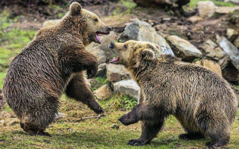 Αρκτούρος: Οι αρκούδες στο Νυμφαίο ξύπνησαν και ξεκίνησαν τις βόλτες