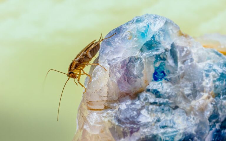 Πώς οι κατσαρίδες ανέπτυξαν ανοσία στη ζάχαρη που κάποτε τις σκότωνε