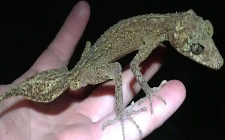 «Σα μικροσκοπικός δράκος»: Νέο είδος γκέκο ανακαλύφθηκε σε νησί του Κουίνσλαντ