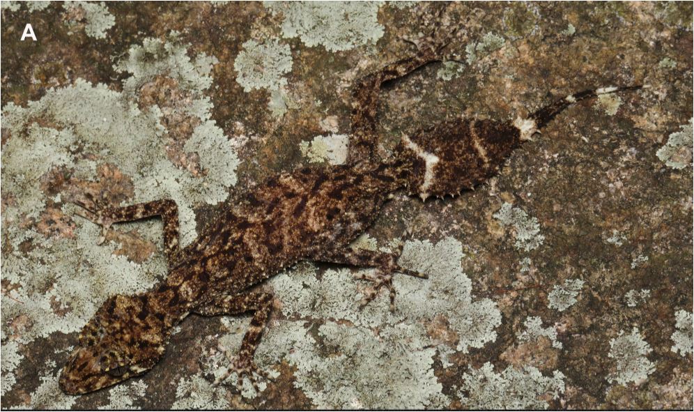 «Σα μικροσκοπικός δράκος»: Νέο είδος γκέκο ανακαλύφθηκε σε νησί του Κουίνσλαντ-1
