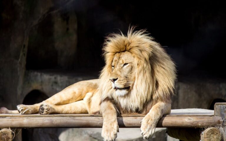 Για πρώτη φορά σε ζωολογικό κήπο, λιοντάρι κόλλησε κορωνοϊό τους φροντιστές του