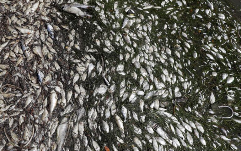 Τι είναι η «ερυθρά παλίρροια» και γιατί σκοτώνει τα ψάρια της Φλόριντα;