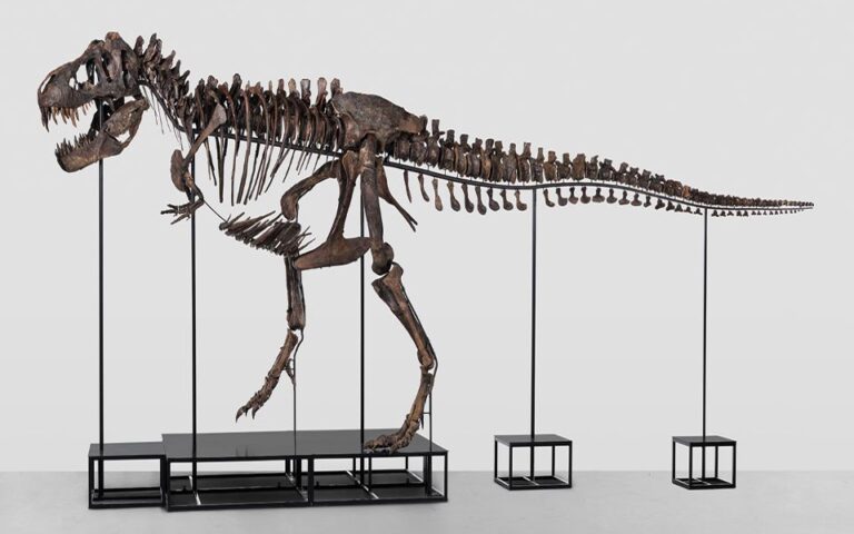 Στο «σφυρί» σκελετός T-rex μήκους 11,5 μέτρων κι εκτιμώμενης αξίας άνω των 8 εκατ. δολ.