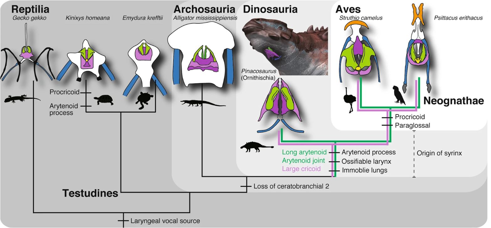 Τι ήχους έβγαζαν οι δεινόσαυροι; Οι επιστήμονες ίσως έχουν μια πρώτη απάντηση-2