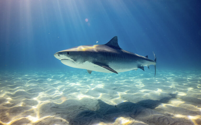 Επιστήμονες έβαλαν κάμερες σε καρχαρίες και έλυσαν ένα υποθαλάσσιο μυστήριο