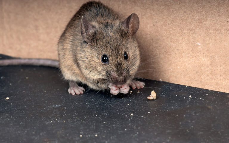Έρευνα: Επιστήμονες δημιούργησαν ποντίκια με δύο βιολογικούς μπαμπάδες