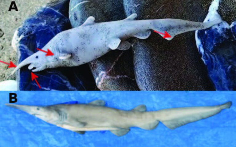 Ο πρώτος καρχαρίας – καλικάντζαρος στη Μεσόγειο, ή πλαστικό παιχνίδι; Επιστημονική διαμάχη για εύρημα στην Ανάφη