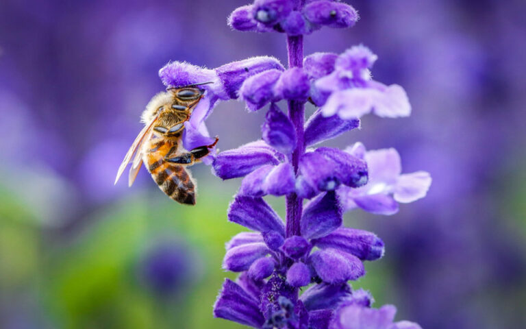 Νέα έρευνα: Οι μέλισσες, πηγή πληροφοριών για την υγεία των κατοίκων των πόλεων