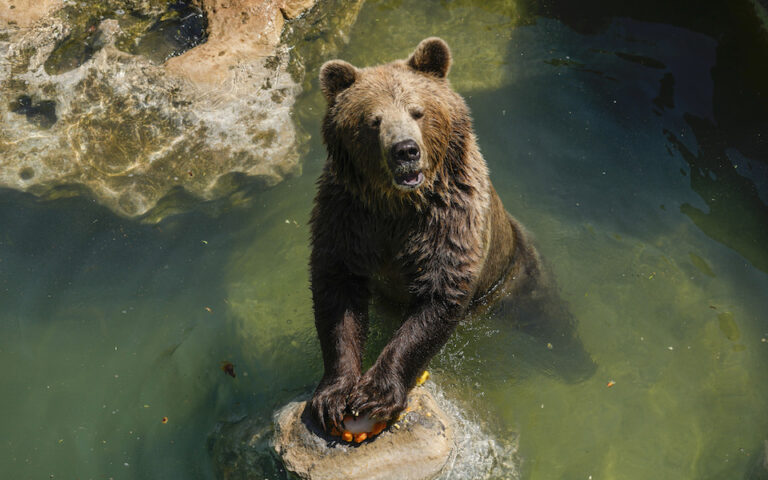 Ιταλία: Νεκρός από επίθεση αρκούδας 26χρονος σε δασώδη, ορεινή περιοχή