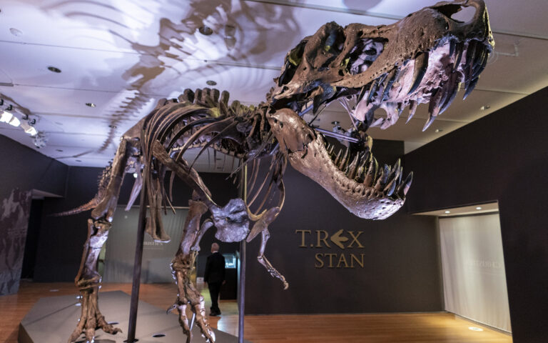 Ελβετία: Σκελετός T-rex μήκους 11,5 μέτρων πωλήθηκε έναντι 6,2 εκατ. δολαρίων