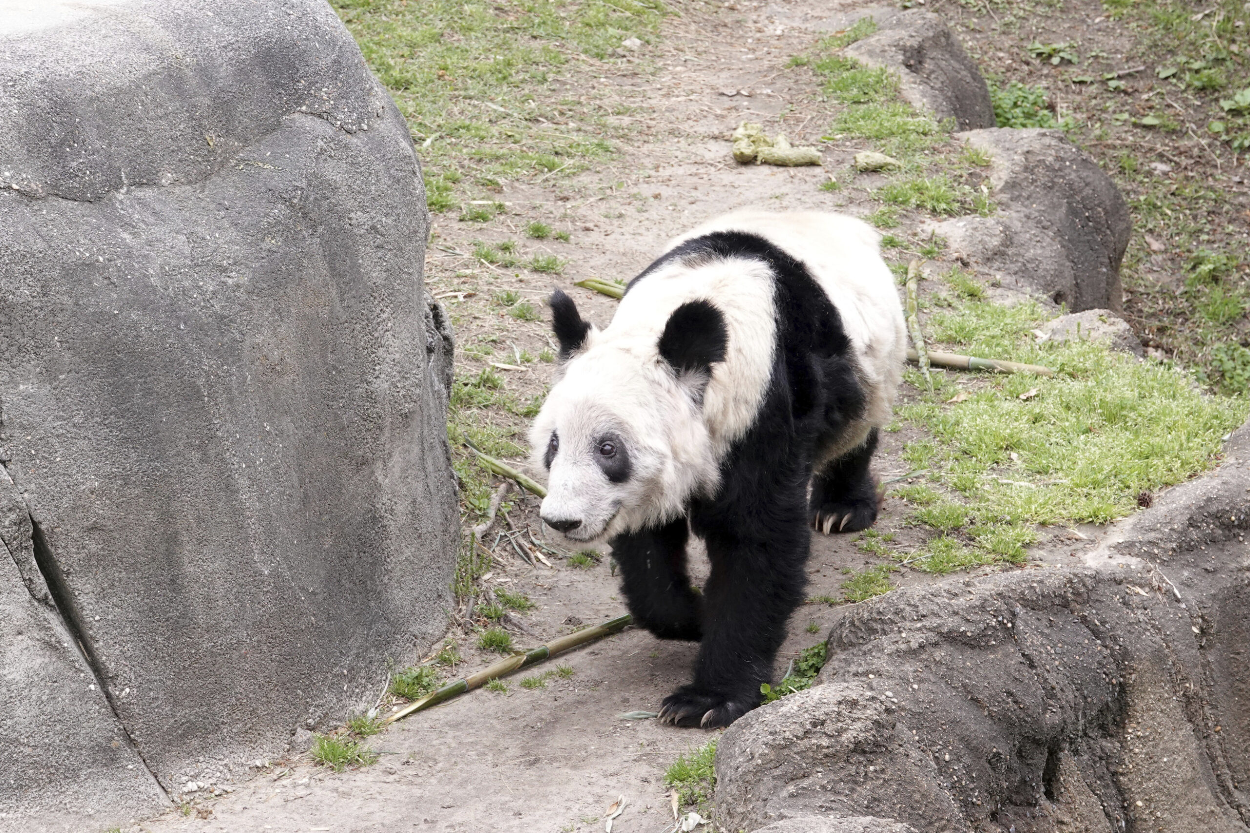 Родина панд. Животные Китая. Китайская Панда. Большие панды. Панда в китайском зоопарке.