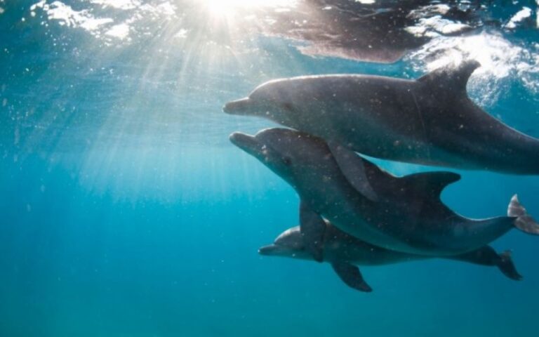 Συναγερμός στην Ιαπωνία για «τοξικό» κρέας δελφινιού με «εκατονταπλάσια επίπεδα υδραργύρου»