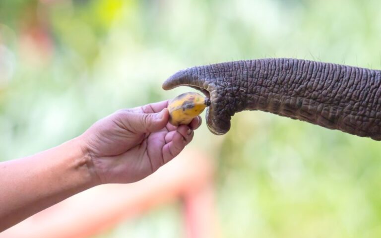 Ερευνα: Ελέφαντας έμαθε πώς να ξεφλουδίζει μπανάνες (βίντεο)