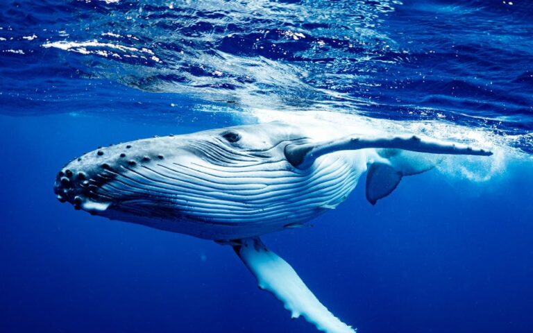 Κάμερες καταγράφουν φάλαινες να κάνουν «σπα» και παρέα «όπως οι άνθρωποι» στον βυθό του Κουίνσλαντ