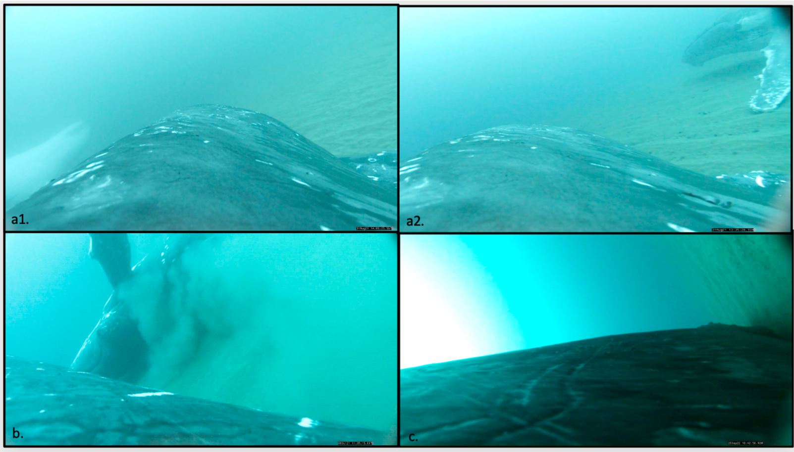 Κάμερες καταγράφουν φάλαινες να κάνουν «σπα» και παρέα «όπως οι άνθρωποι» στον βυθό του Κουίνσλαντ-1