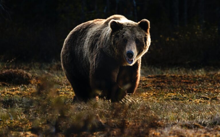 Ιταλία: Αιχμαλωτίστηκε η αρκούδα που σκότωσε 26χρονο