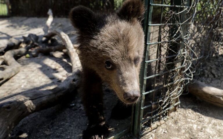 Θωμάς: Το ορφανό αρκουδάκι μεγάλωσε κι επέστρεψε στη φύση – Το βίντεο του Αρκτούρου