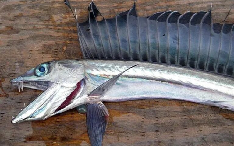 ΗΠΑ: Σε συναγερμό βιολόγοι και αρχές για την επανεμφάνιση του ψαριού με κυνόδοντες κοντά στις ακτές