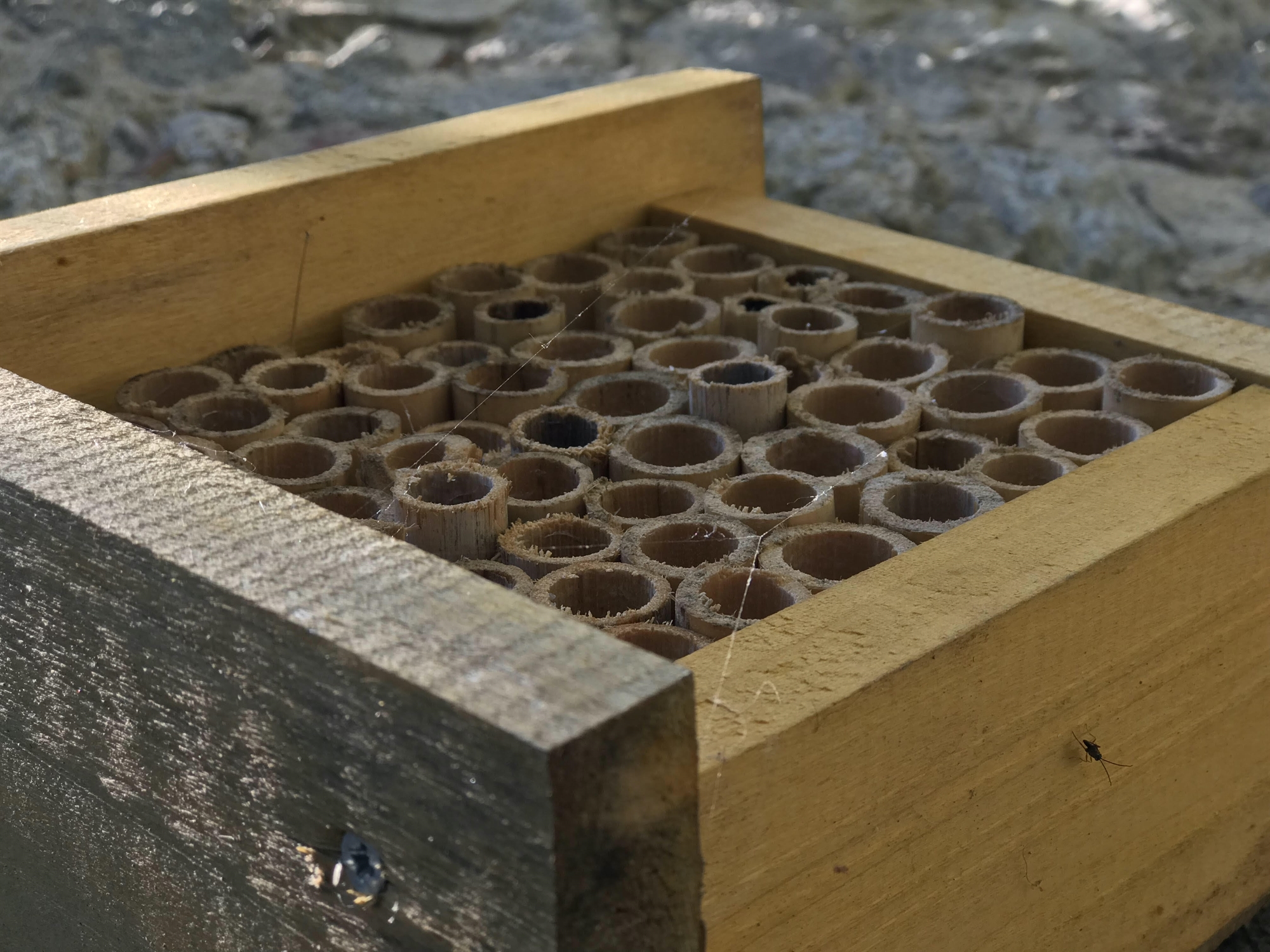 Το ερευνητικό κέντρο ΜΟΗΑ μαθαίνει στα παιδιά να βοηθούν τις μέλισσες-2
