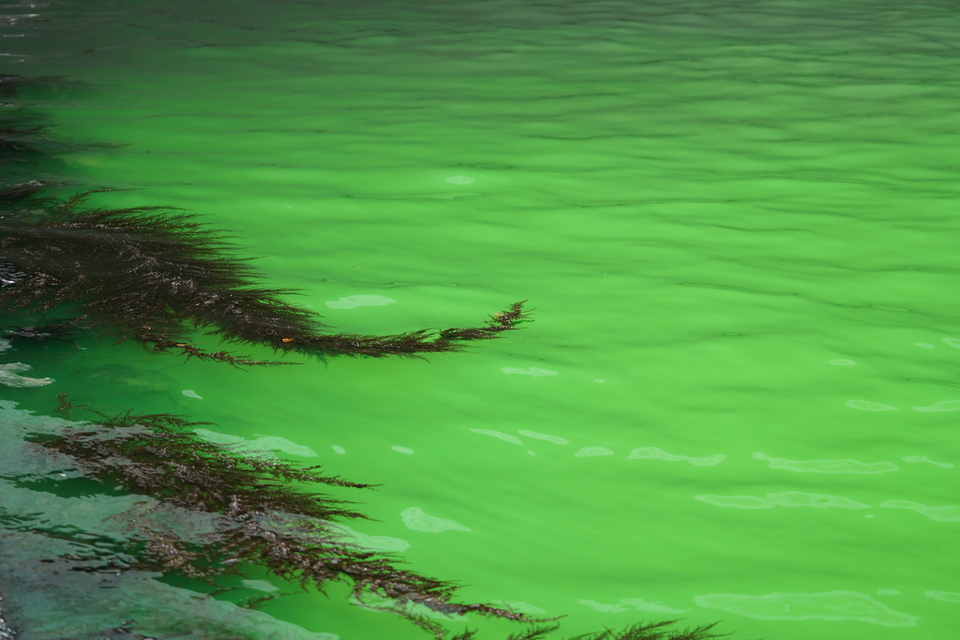 Βενετία: Tο Κανάλ Γκράντε «βάφτηκε» πράσινο-3