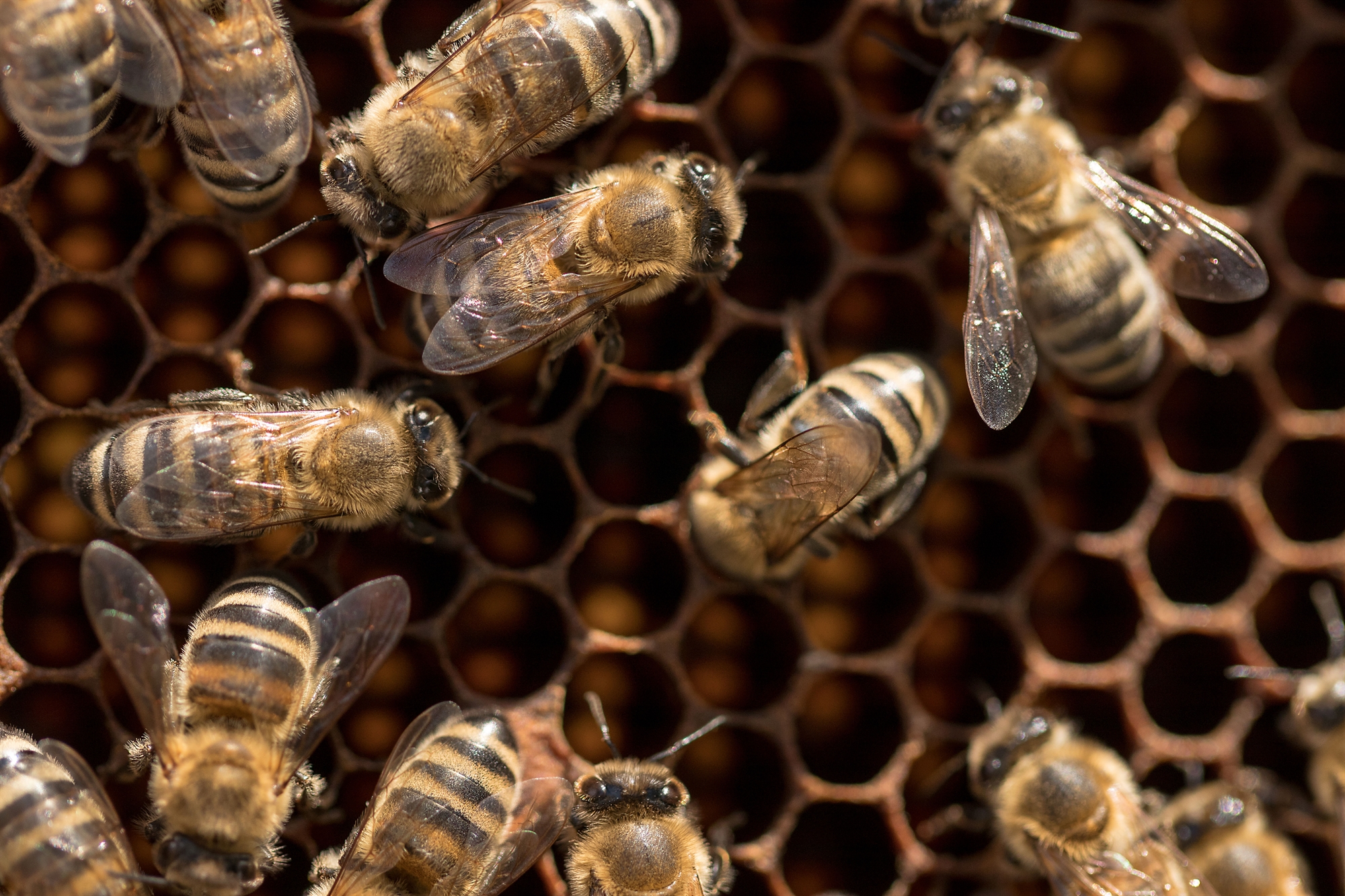 Το ερευνητικό κέντρο ΜΟΗΑ μαθαίνει στα παιδιά να βοηθούν τις μέλισσες-1