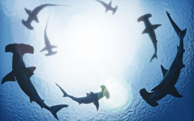Οι σφυροκέφαλοι καρχαρίες μπορούν «να κρατούν την ανάσα τους» – «Πρωτοφανές για ψάρι»