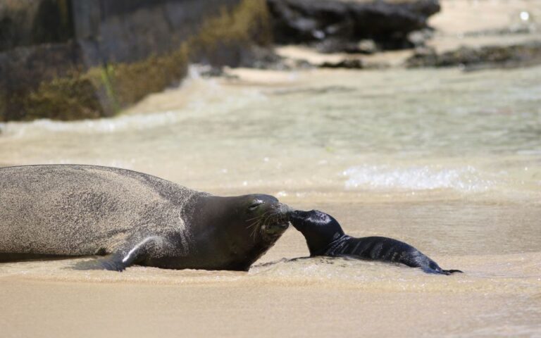 Χαβάη: Ανοιξε ξανά δημοφιλής παραλία του Γουακίκι μετά τον απογαλακτισμό μωρού φώκιας