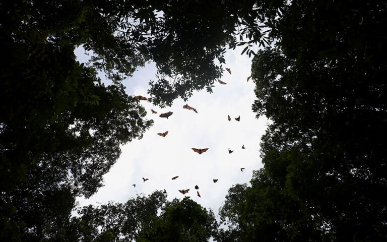 Νυχτερίδες: Μπορεί ο «καλύτερος ξενιστής» φονικών ιών να μας σώσει από μια νέα πανδημία;