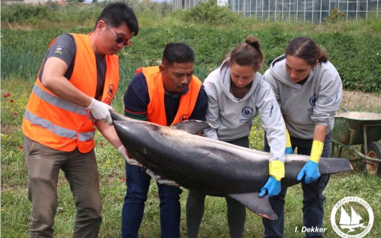 Ποιος ευθύνεται για τις φονικές επιθέσεις κατά δελφινιών στο Αιγαίο
