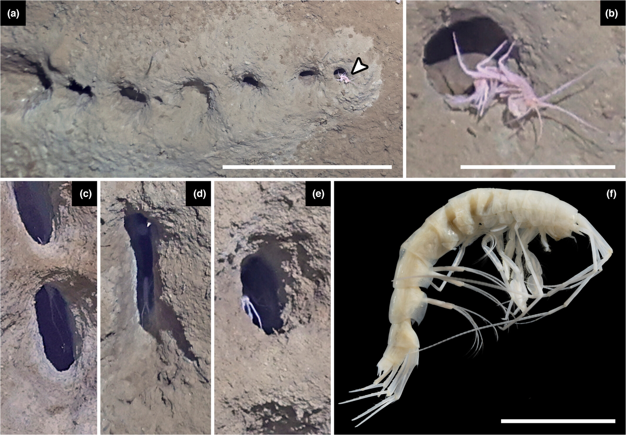 Επιστήμονες έλυσαν το «μυστήριο» των μικροσκοπικών λαγουμιών στη Βερίγγειο Θάλασσα-1
