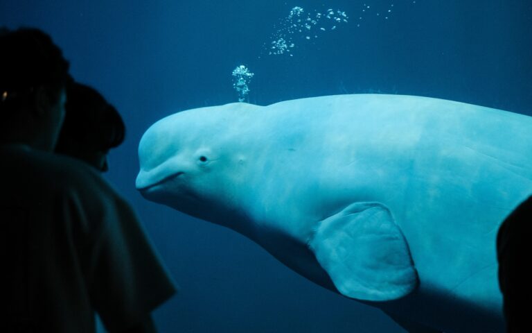 «Χβάλντιμιρ»: Η φάλαινα «κατάσκοπος των Ρώσων»