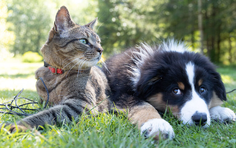 Κατοικίδια: Υποχρεωτική αποστολή DNA για σκύλους και γάτες που δεν στειρώνονται