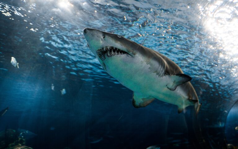 ΗΠΑ: 13 χρόνη ξέφυγε από καρχαρία ρίχνοντας του γροθιά