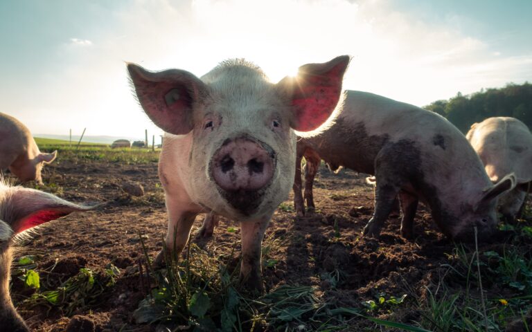 ΗΠΑ: Τα… γουρούνια κέρδισαν στο Ανώτατο Δικαστήριο